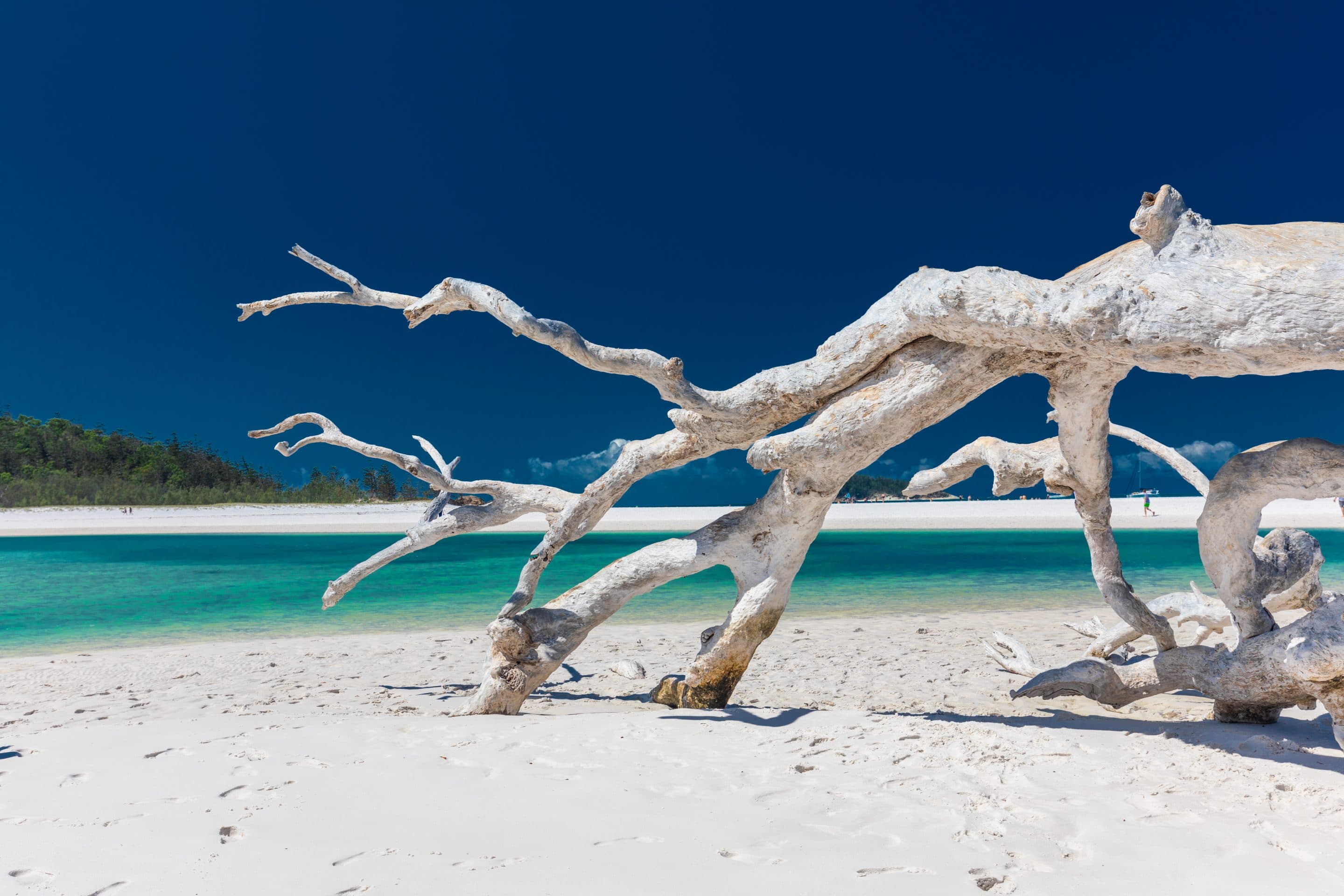 White driftwood tree at Hill Inlet - part of the Whitehaven Xpress day tour to Whitehaven Beach driftwood tree at hill inlet